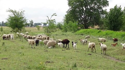 Инстинкты выживания. Овцы, живущие свободно в дикой природе.