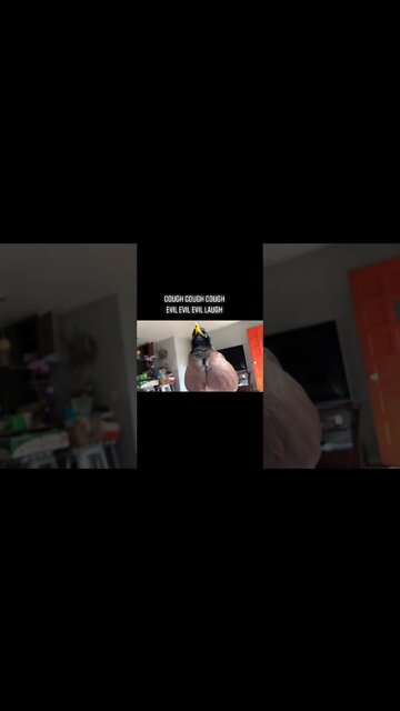 Nugget the mynah bird evil laugh #shorts