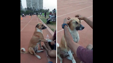 Hooman pampers a street dog