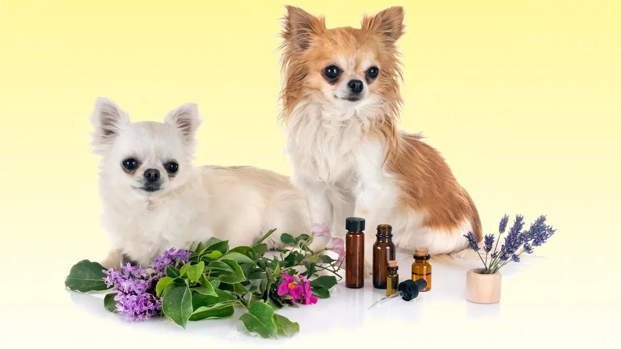 Top 5 Essential Oils for Dogs (and How to Use Them)