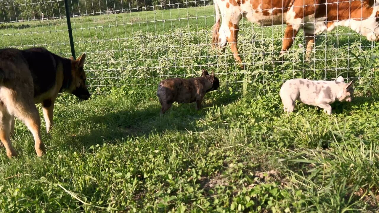 Peanut’s PAW-fect Playhouse - Dog Boarding