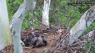 USS Eagles - Preening Eaglets