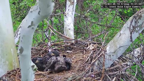 USS Eagles - Preening Eaglets