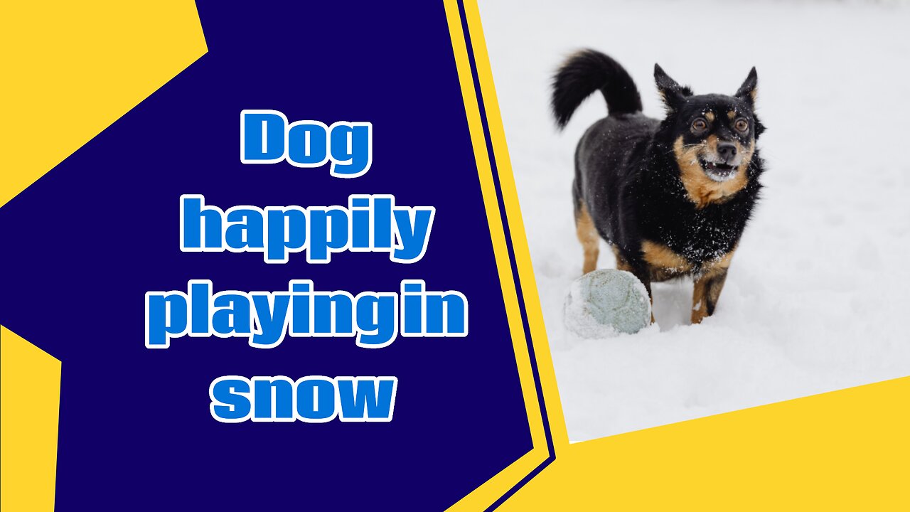 Dog playing in snow | happy dog |