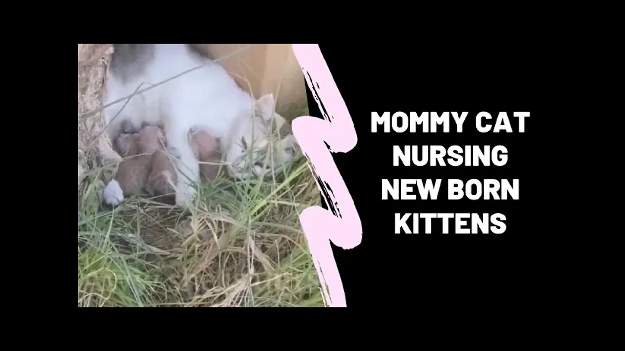 Mommy Cat Nursing New Born Kittens