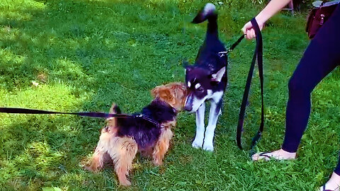 Excited Puppies Meet for the Very First Time!