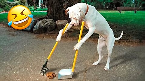 funny dogs and cats videos 2023😂👌beast animal Videos of the mounth😁#2