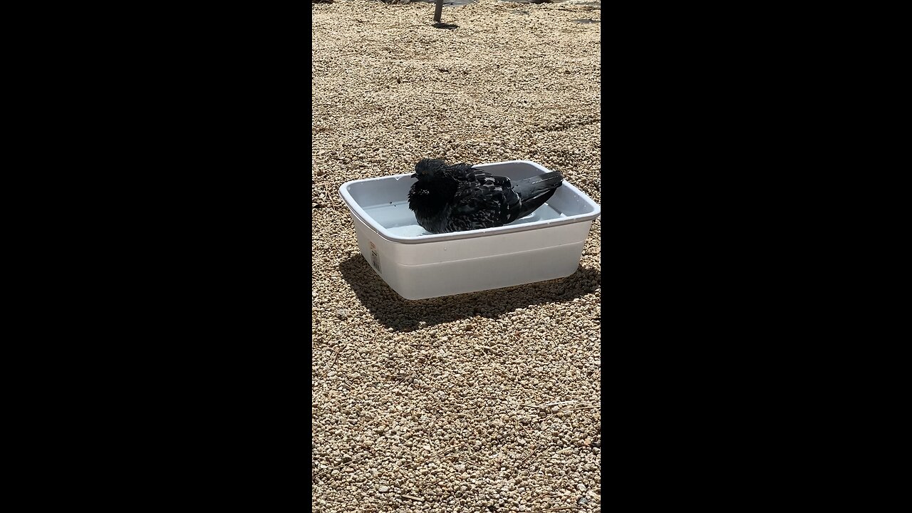 Bird taking a bath