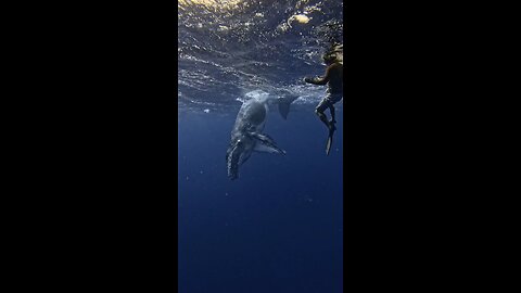 Curious humpback calf exploring the surface.