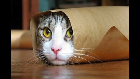 Baby Cats - Cute and Funny Baby Cat Videos Compilation