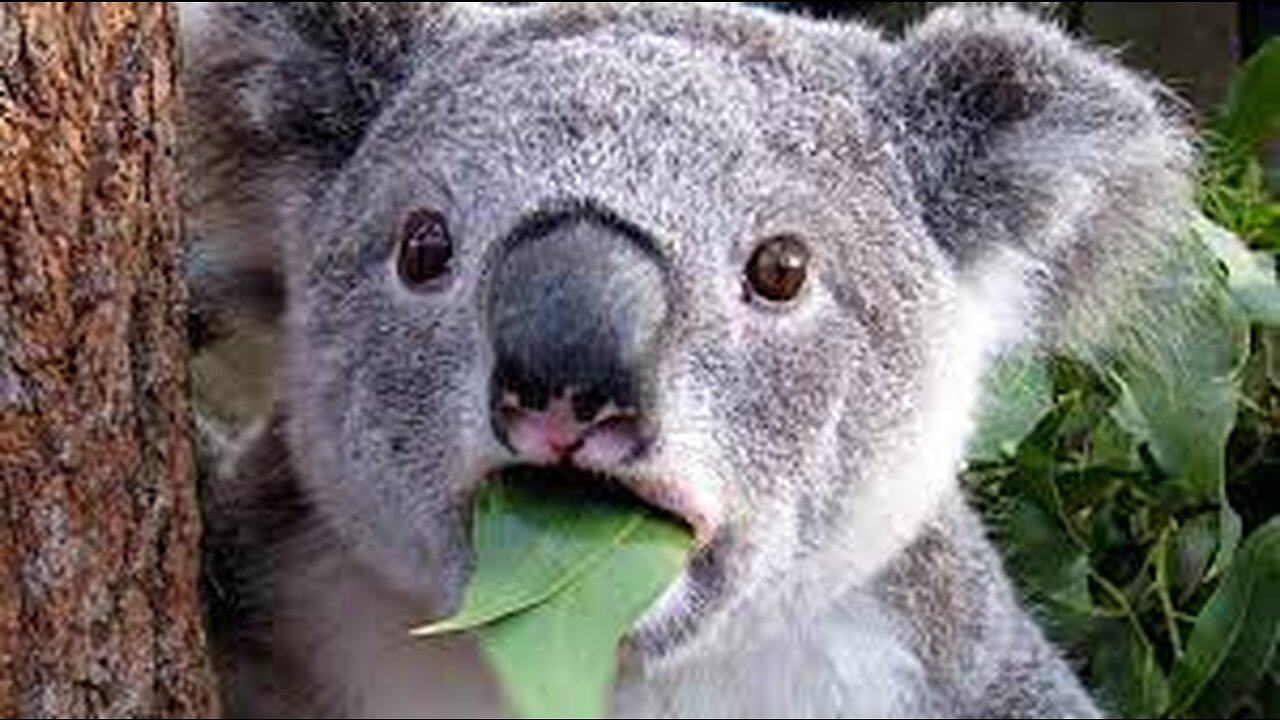 Best compilation funny animals
