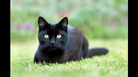The Genius of Cats: These Clever Kitties Will Amaze You!