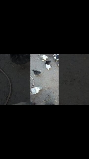 Ducklings and Chicks