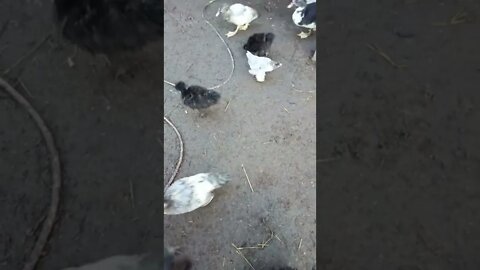 Ducklings and Chicks