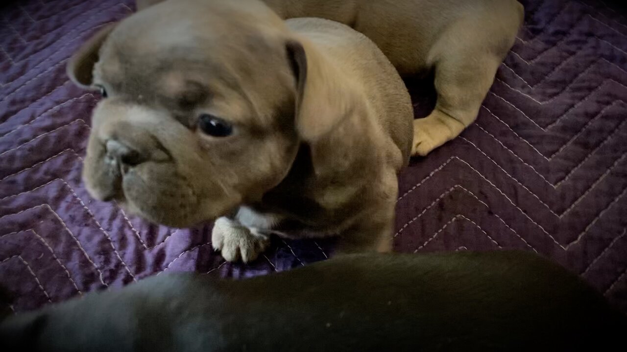 Pualani's Puppies 3