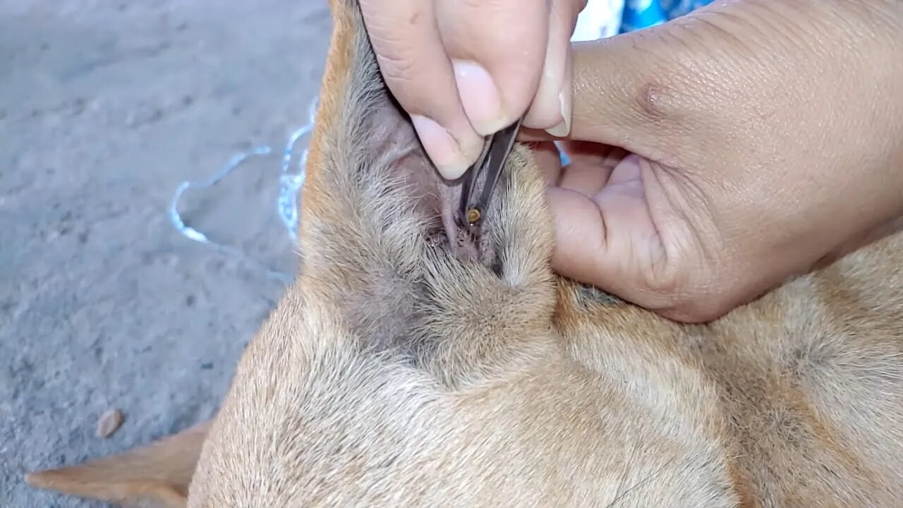 Try to survive poor dog that is effect by ticks and fleas on