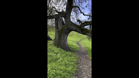 Oak Resting Over Trail