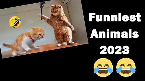 Funniest Animals 2023 😂 Funny Cats and Dogs Videos 😺🐶 Part 1