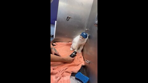 Cat Grooming: Momma & Baby Spaw day.