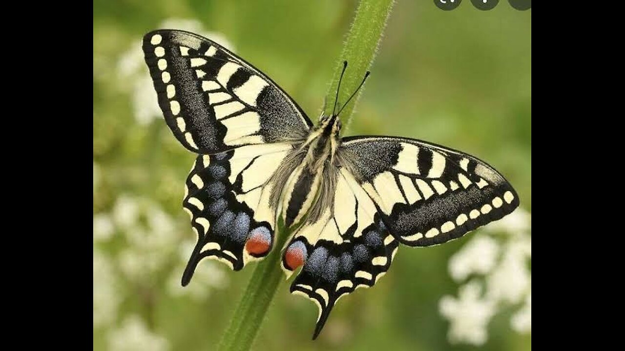 Conservationist have declared a 'Butterfly Emergency'