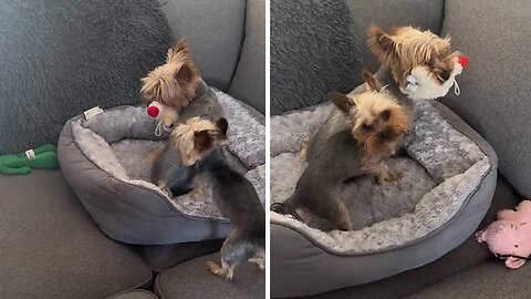 Yorkie Tattle-tells When Dog Steals Her Toy