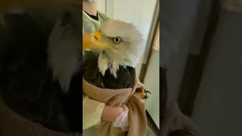 The size of an Eagle.. 🦅