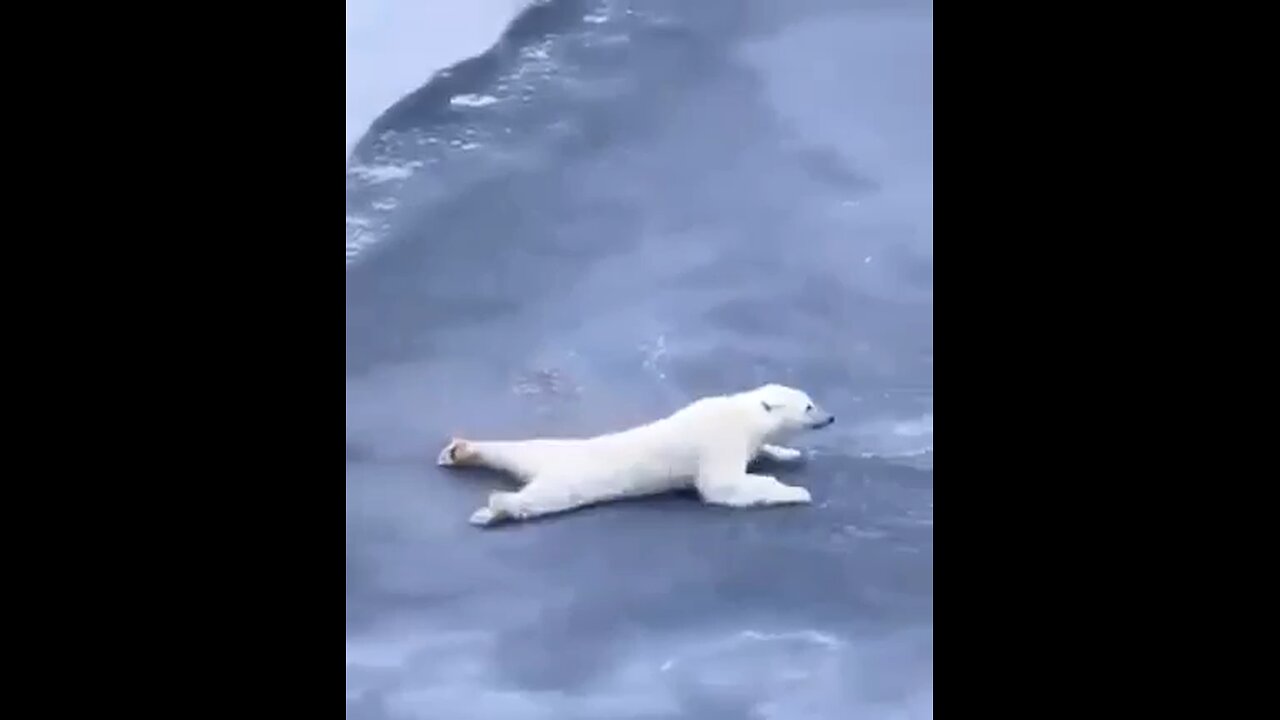 funny bear crossing the ice glacier 😂