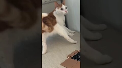 dancing cat