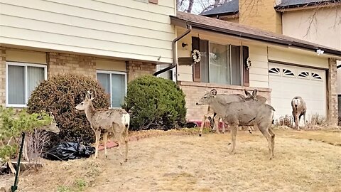 DEER IN GRASS