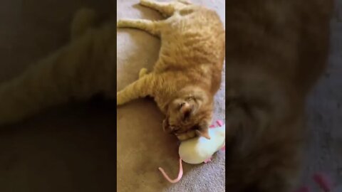 My cat meowing at me