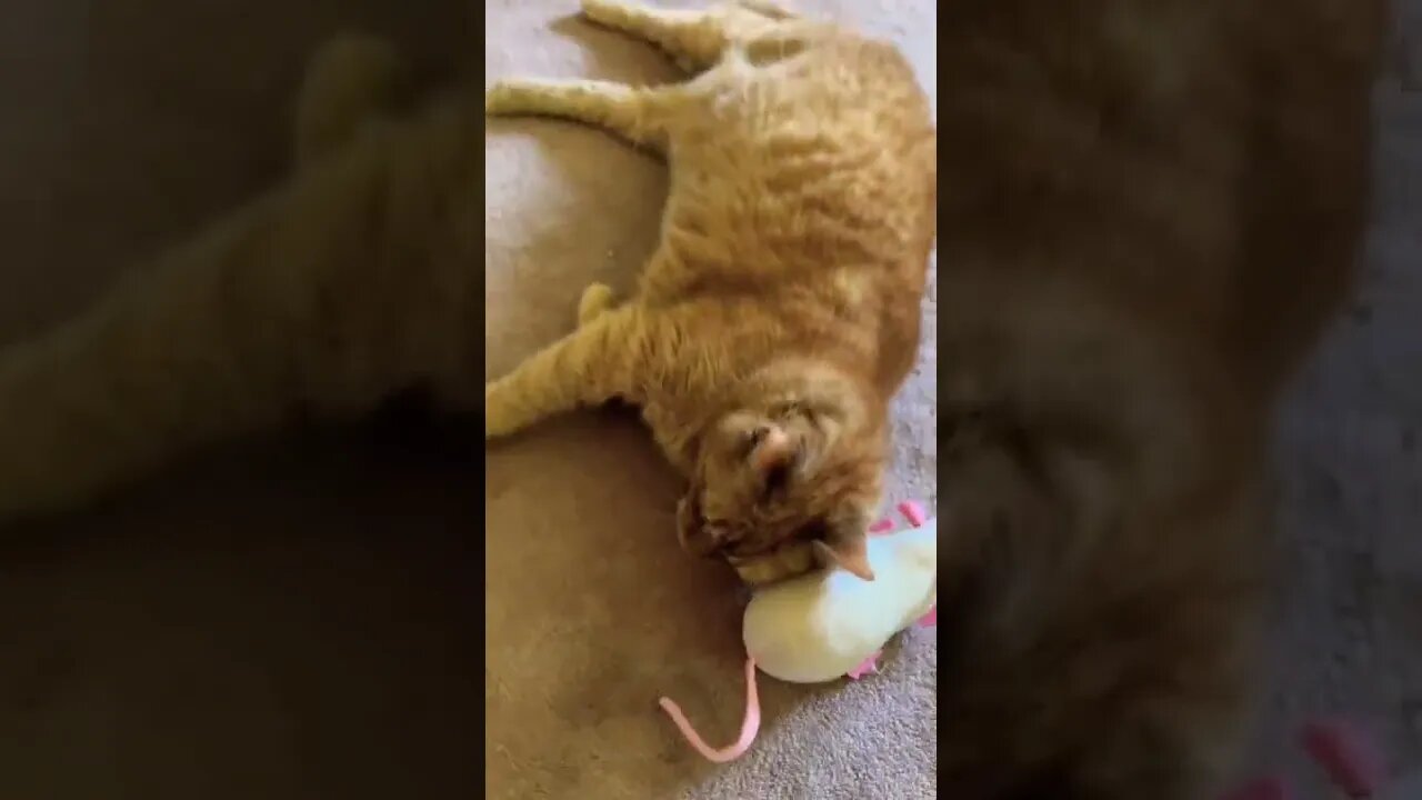 My cat meowing at me