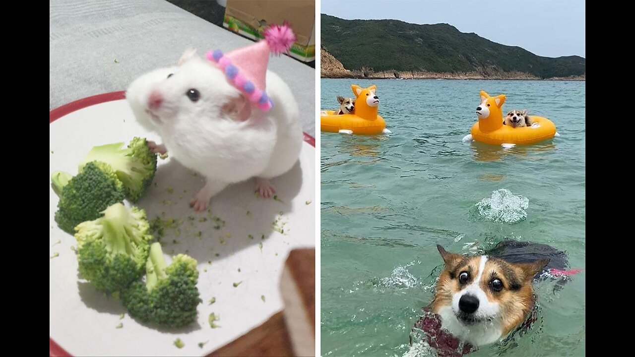 Funny animals - Love it! For the Love of Funny Animals: Let the Laughter Begin!