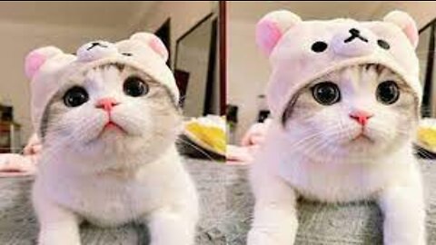 Funniest Cats 😹 - Don't try to hold back Laughter 😂 - Funny Cats Life (5)