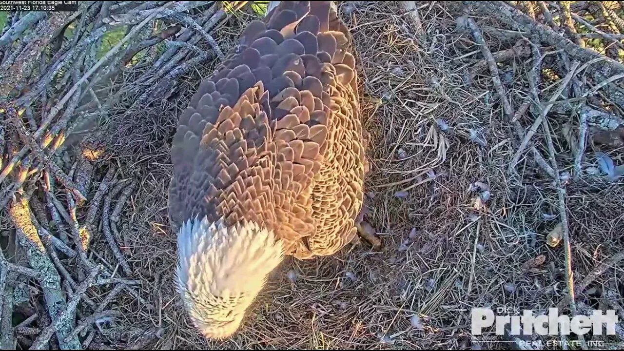 Harriet lays egg #2 at 5:10 pm. Not sure if M saw it.11-23-21