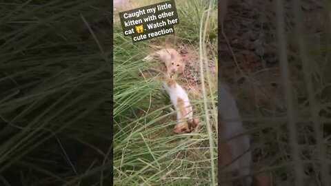 Caught my Kitten 😺 with a cat 🙀 #cutecat #funnycat #shorts