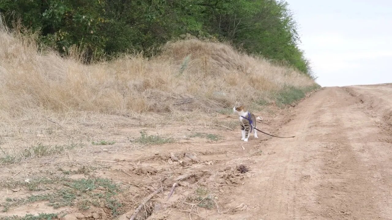 Explorer Cat Walks on a Field