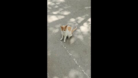 A cute and beautiful cat