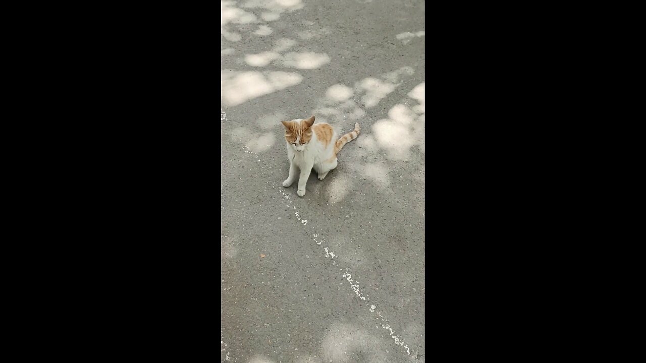 A cute and beautiful cat