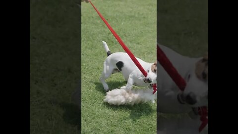 Dog Playing