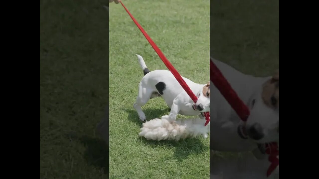 Dog Playing