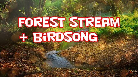 Forest stream + birdsong