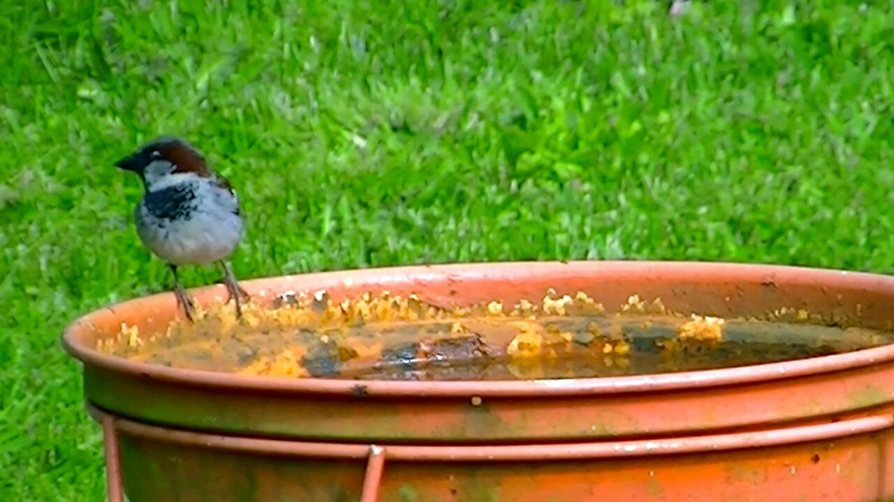 IECV NV #526 - 👀 House Sparrows Searching For Food In The Backyard 🐤5-5-2018