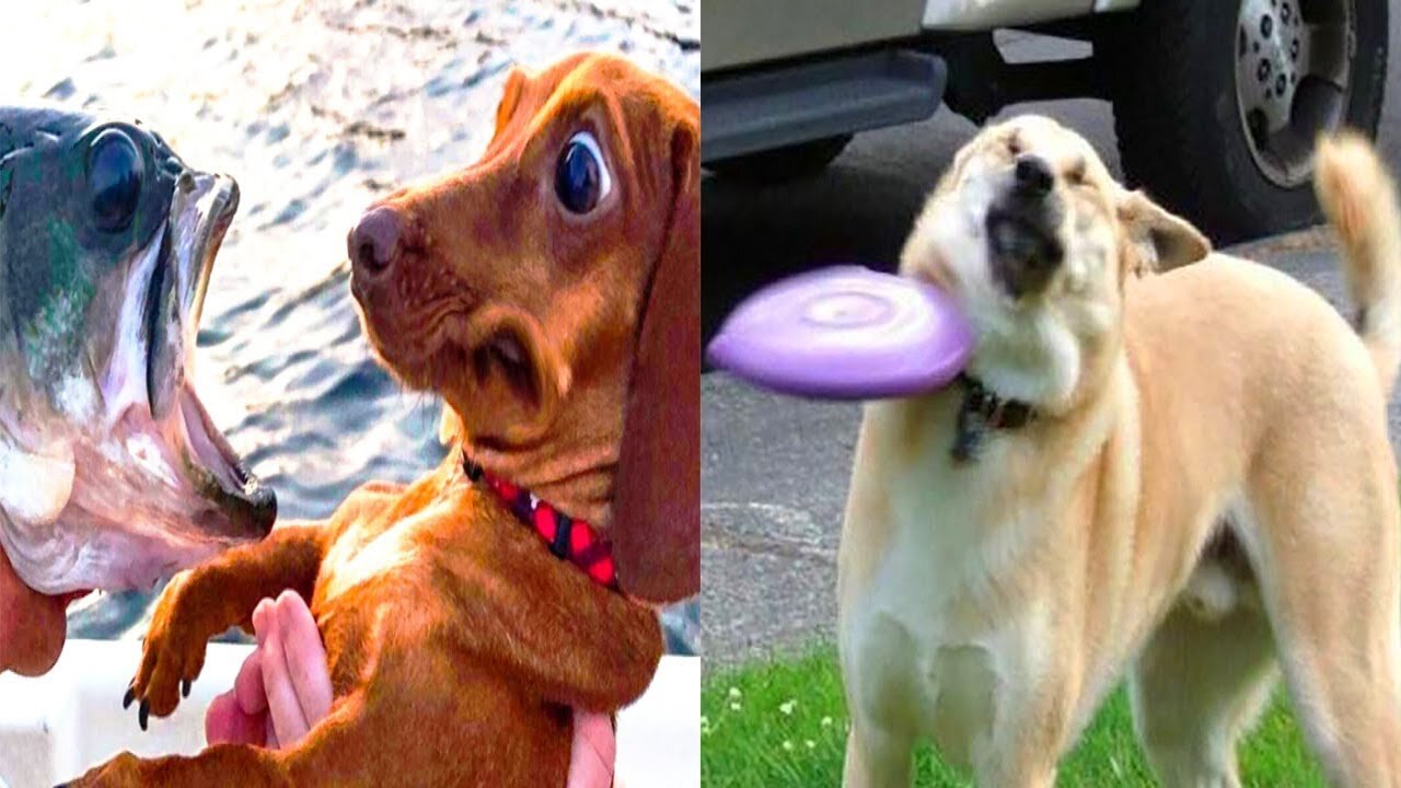 funniest cats and dogs awesome funny animals life videos