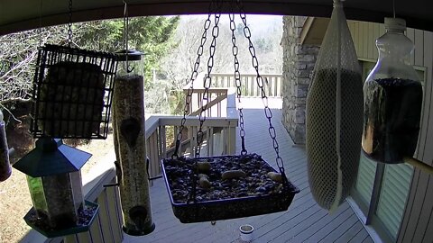 live stream bird feeder