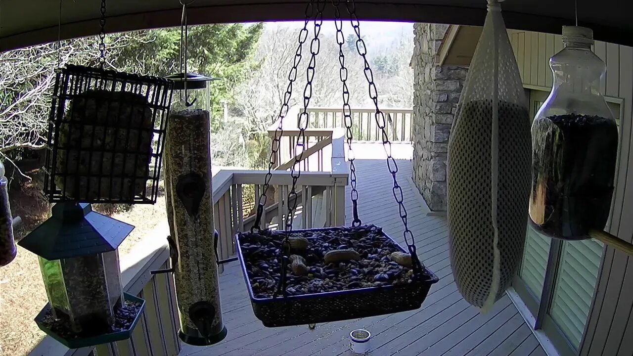 live stream bird feeder