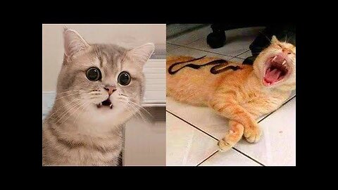 😂🤣Funny cats dogs moments😂🤣
