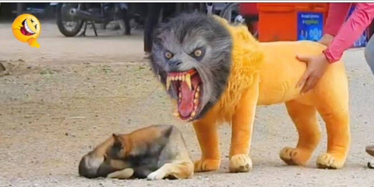 Troll Prank Dog Funny & fake Lion and Fake Tiger Prank To dog & Huge Box Prank to dog