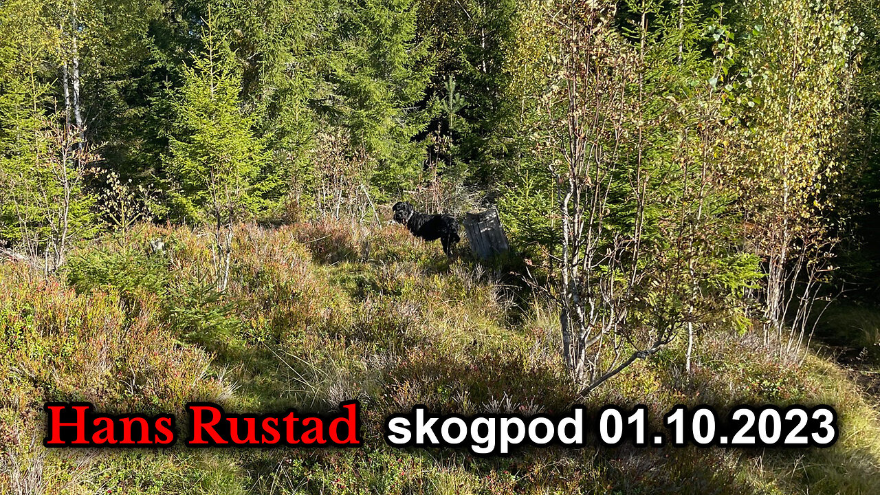 Skogpod 1. oktober 2023