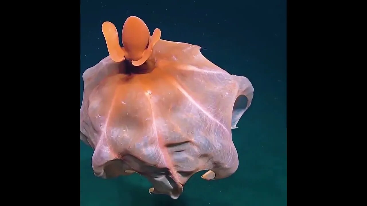 Octopus Stretching It's Tentacles