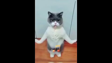 Dancing cat